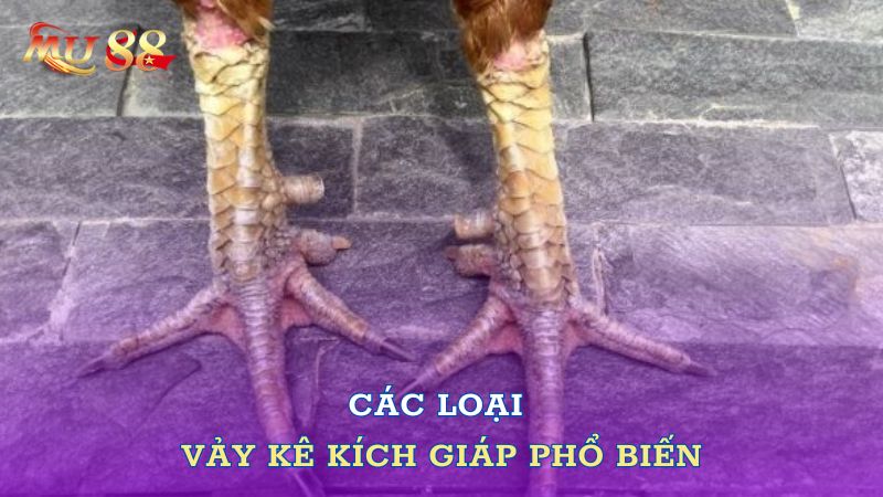 Các loại vảy kê Kích Giáp phổ biến