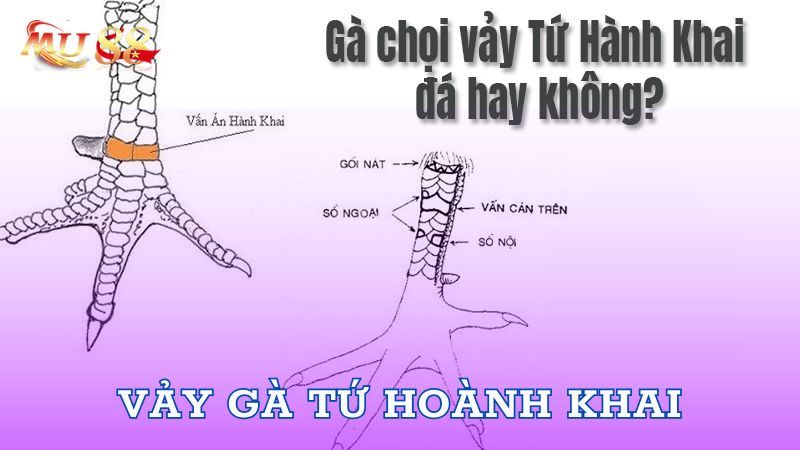 Vảy gà tứ hoành khai dễ nhận biết